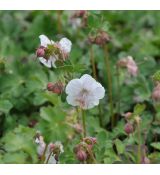 Geranium 'Spessart'