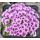 Saxifraga 'Excellent'