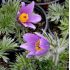 Pulsatilla vulgaris 'Blue violet shades'