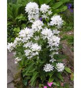 Campanula glomerata 'Alba'