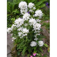 Campanula glomerata 'Alba'