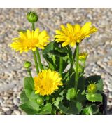 Doronicum orientale 'Leonardo Compact'