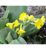 Primula auricula