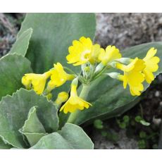 Primula auricula