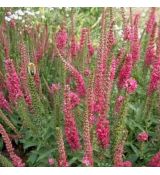 Veronica spicata "Rotfuchs"