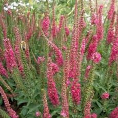 Veronica spicata "Rotfuchs"