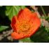 Geum coccineum 'Cooky'