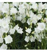 Campanula persicifolia  'White'
