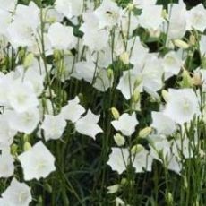 Campanula persicifolia  'White'