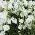 Campanula persicifolia  'White'