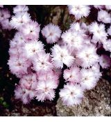 Dianthus 'Whatfield wisp'