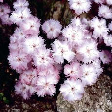 Dianthus 'Whatfield wisp'