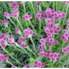 Antennaria dioica