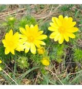 Adonis vernalis -  1,5l