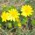 Adonis vernalis -  1,5l