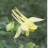 žltý orlíček , yellow columbine