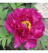 Paeonia suffruticosa Purple