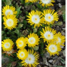 Delosperma 'Peridot'