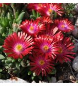 Delosperma Strong Red / Garnet