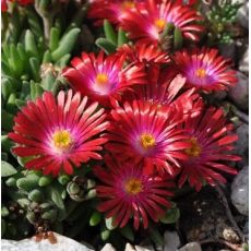 Delosperma Strong Red / Garnet