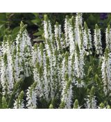 Salvia nemorosa ' White' - 1l