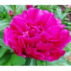 Paeonia lactiflora 'Karl Rosenfield'