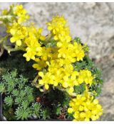 Saxifraga 'Foster's Gold'
