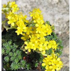 Saxifraga 'Foster's Gold'
