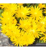 Delosperma 'Gold nuget'