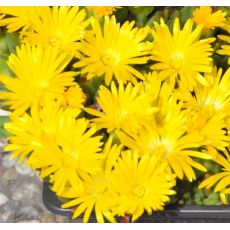 Delosperma 'Gold nuget'