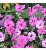 Phlox douglasii  'Red Admiral'