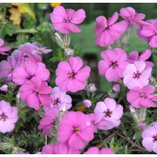 Phlox douglasii  'Red Admiral'