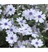 Phlox subulata 'Bavaria'