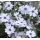 Phlox subulata 'Bavaria'