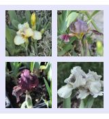 Iris pumila - mix farieb