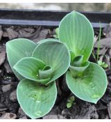 Hosta 'Blue Mouse Ears'