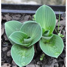 Hosta 'Blue Mouse Ears'