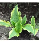 Hosta 'Ground Master'