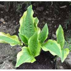 Hosta 'Ground Master'