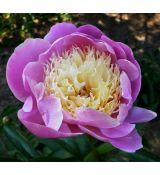 Paeonia lactiflora 'Bowl of Beauty'