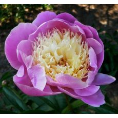 Paeonia lactiflora 'Bowl of Beauty'