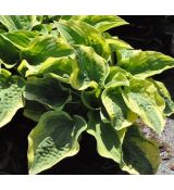 Hosta 'Wide Brim'