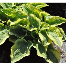 Hosta 'Wide Brim'