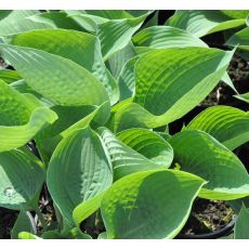 Hosta 'Big Daddy'