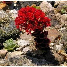 Sedum sempervivoides