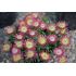 Delosperma 'Ruby'