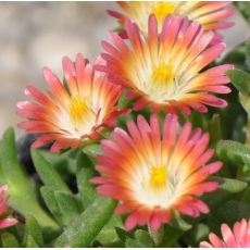 Delosperma 'Ruby'