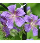 Geranium anemoniflora