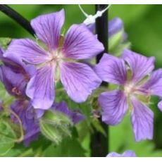 Geranium anemoniflora