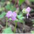 Geranium x cantabrigiense 'Karmina'